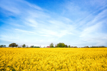 Wall Mural - Yellow canola field in a rural scenery