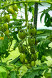 Green unripe tomatoes on a branch