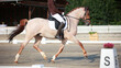 Dressage pony dun in the morning light with rider in the strong trot tour on the diagonal..
