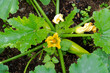 Large yellow flowers and ripening zucchini on the branches.