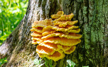 Polypore Sulfur Yellow On The Tree.