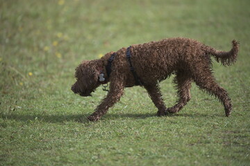 curly red puppy sniffing grass while walking