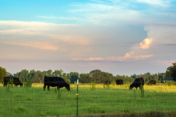 black angus cow herd in lush summer pasture at dusk
