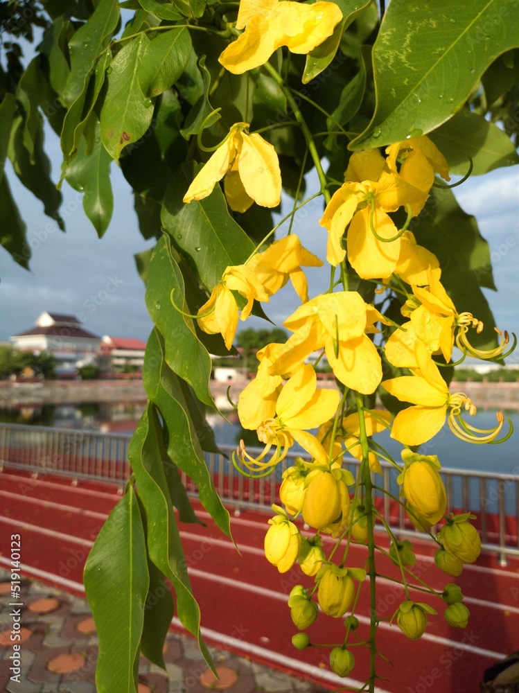 Yellow Ratchaphruek yellow and red apples,Ratchaphruek Khun Lom Laeng is a flowering plant ...