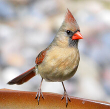 Red Cardinal Closeup