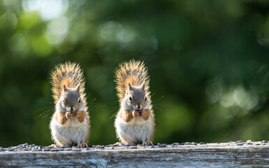 Two cheerful squirrels are eating sunflower seeds.  Squirrel winks. Gentle and light green background.