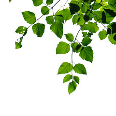 Green leaf isolated on white background