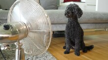 Dog Sits In Front Of A Fan On A Hot Summer Day