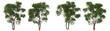 © jomphon - Tropical trees and plants on a white background