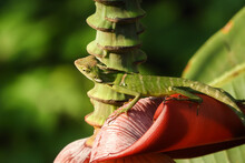 Green Chameleon On A Leaf
