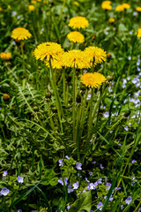 Canvas Print - Close-up view of beautiful blooming dandelions, selective focus