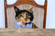 Close-up portrait of beautiful brown tricolor adult domestic cat waiting for delicious meal at wooden vintage table, , well breast blue napkin, pet health and appetite concept, care and feeding