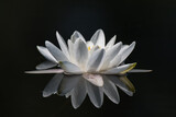 Fleur, lotus, nénuphar, papillon sur Genève... le florilège de la nature dans la campagne Genevoise 