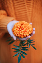 Closeup Of Orange Tagetes Flower With Green Leaves In Girl's Hand. She Is Wearing Warm Knitted Cardigan. Autumn Mood