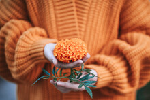 Closeup Of Girl's Hands Holding Orange Tagetes Flower. She Is Wearing Orange Knitted Cardigan. Autumn Mood