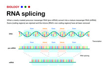 Diagram Showing The Biological Process Of RNA Splicing To Remove Intron After Transcription And Produce MRNA