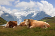 Cows on a high alp by the Bachsee, with a chain of high mountains, dominated by the Schreckhorn, over the Lüschental valley: Bernese Oberland, Switzerland