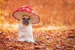 © Firn - Funny French Bulldog dog in unique fly agaric mushroom costume standing in orange autumn forest with copy space