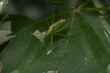 Die Heuschrecken (Orthoptera) sind eine Ordnung der Insekten.