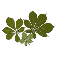 Wall Mural - Set of vector chestnut leaf outline and coloured icon. Simple chestnut leaves illustration for logo. Realistic hand drawn leaves illustration set on white background.