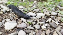Large Black Slug With Horns Crawls Along The Pebbles. Close-up