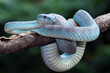 Blue viper snake closeup on branch,blue insularis,Trimeresurus Insularis