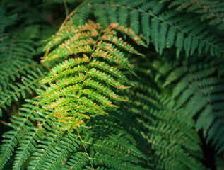 Wall Mural - Fern leaf shined by sun in forest. Nature dark pattern background