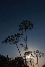 Silhouette Of An Umbrella Inflorescence Of Dill On The Background Of The Sunset
