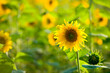 Leinwandbild Motiv Feld voller Sonnenblumen