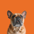 Leinwandbild Motiv Cute French bulldog on orange background. Adorable pet