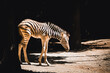 Stehendes Baby-Zebra