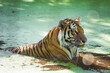 Schwimmender Tiger