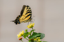 Closeup Of Eastern Tiger Swallowtail (Papilo Glaucus) Butterfly On Yellow Lantana Flower