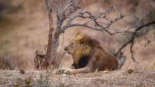 African Lion Yawning And Grooming In Kruger National Park, South Africa ; Specie Panthera Leo Family Of Felidae
