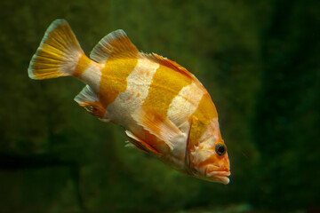 Orange and white rockfish