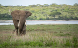 Fototapeta Sawanna - Elephant roaming the plains of Tanzania. 