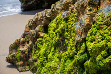 brown rocks along the cliffs at the beach covered with lush green algae at Leadbetter Beach in Santa Barbara California USA