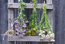 Healing Herbs Bunches Of Oregano, Celandine And Chamomile Are Hanging To Dry On Stairs. Herbal Medicine 