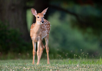 Canvas Print - White-tailed deer fawn