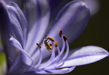 Close-up Of Blooming Agapanthus, Or Lily Of The Nile With A Collecting Bee  On A Black Background