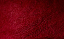 Red Rose Petal In The Scale Macro. Rose Petal Structure Close-up. Abstract Natural Background.