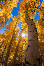 The Golden Colors Of The Fall Foliage Contrast With The Crisp Blue Sky Along The June Lake Loop In The Sierra Nevadas, California, USA