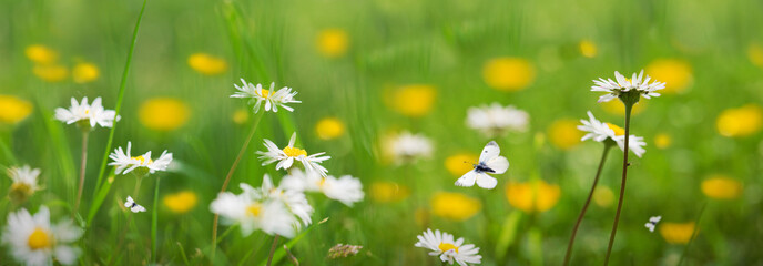Wall Mural - butterfly flies over wild marguerite flowers in grass in rays of sunlight.