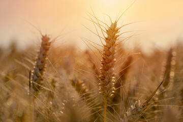 Closeup of ears of wheat in the field at the sunset Farmers securing food supply and feeding the nation