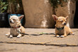 Two beautiful chihuahua dogs lying on the stone payment close up