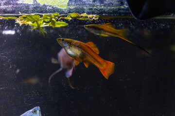 Wall Mural - Swordtail Fish, Aquarium Fish Tank