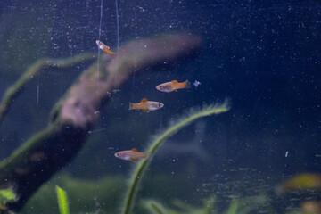  Baby Neon Swordtail Fish, Baby Fish in Live Planted Aquarium