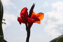 Indian Canna Flower Close-up.