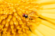 Hoverfly perched on yellow flower in the garden. Example of mimicry between insects.