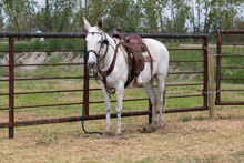 White Mule Under Western Tack Standing Outdoors Next To A Metal Fence Panel.